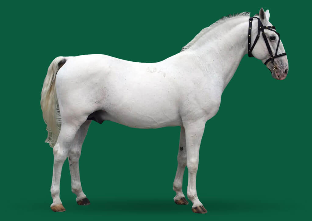 3859 Conversano XXIV-42 (XXVIII. tm)