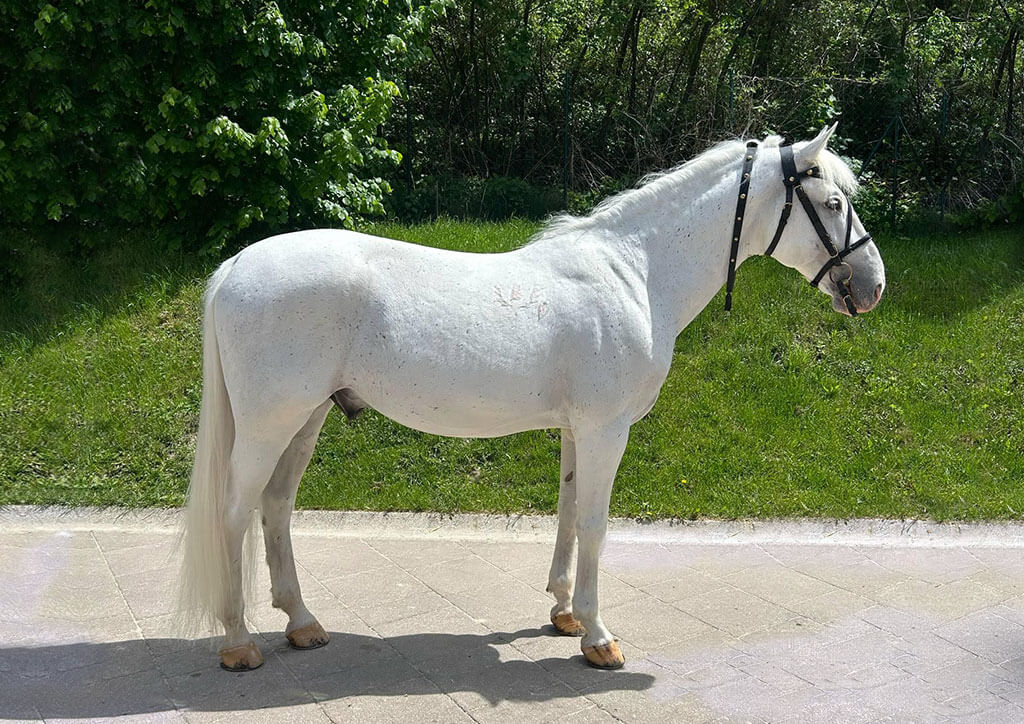 5845 Maestoso XXXIV-7  (XXXV. tm)