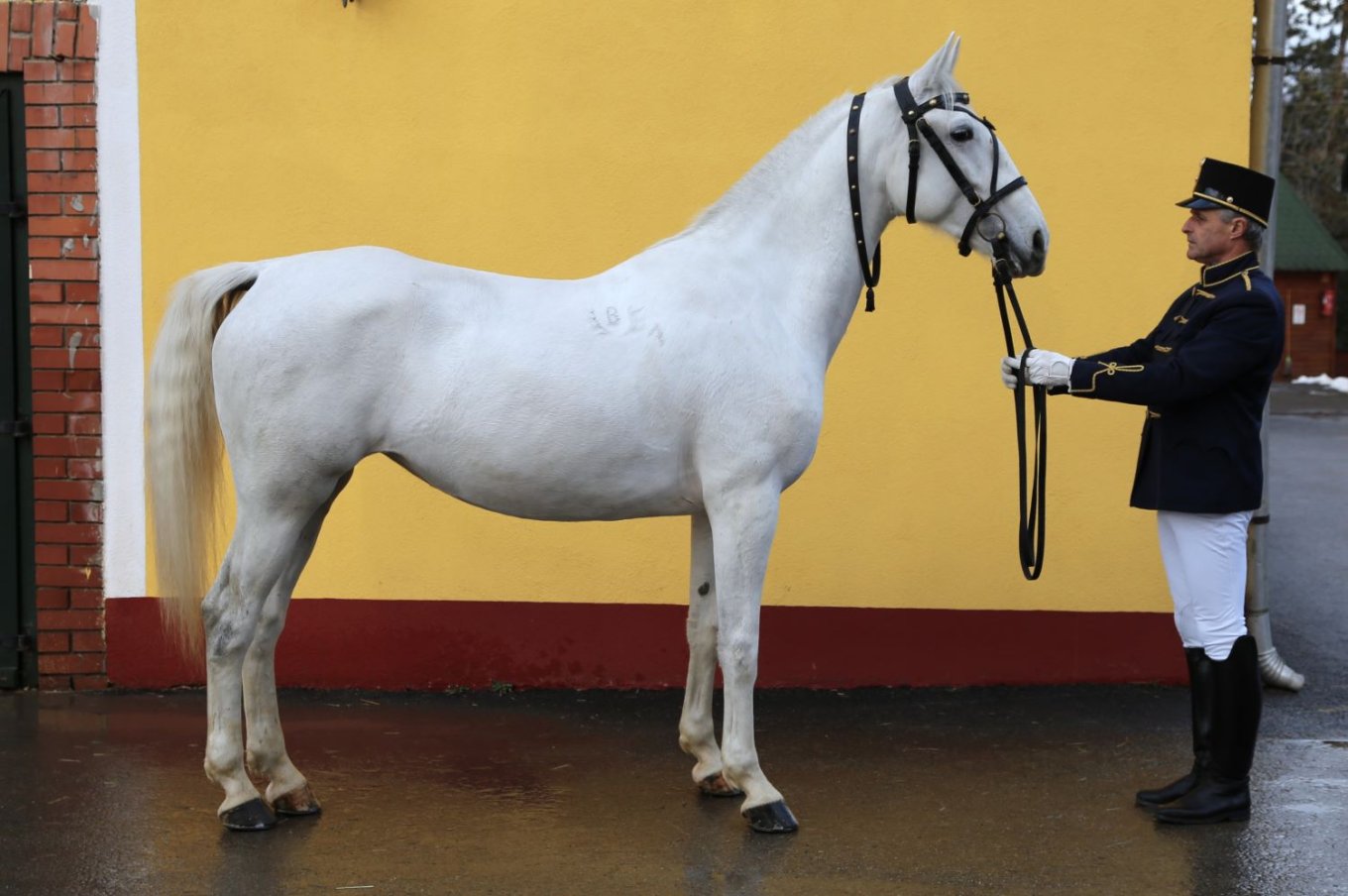 Lipicai törzskancák - 2026