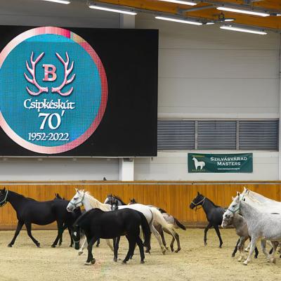 Lipicai lovak Csipkéskút 70 éves évfordulóján