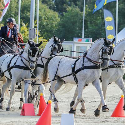 Ifj. Galbács Ferenc Exlooban a Négyesfogathajtó Európabajnokságon