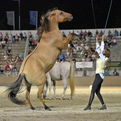 2025 Nemzetközi Lipicai Lovasgála