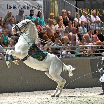 2025 Nemzetkozi Lipicai Lovasgala