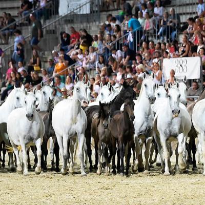 2025 Nemzetkozi Lipicai Lovasgala 4408