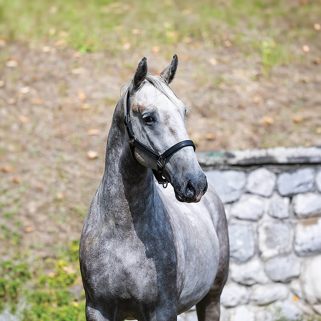 Favory XXXII-33 portré