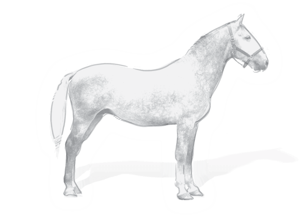 4714 Pluto XXXI-14 (XXXVI. tm) rajzolt bianco ló képe