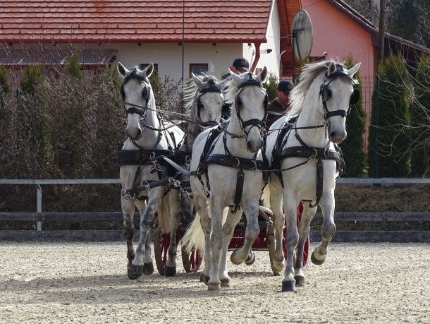 négyesfogathajtás oktatás