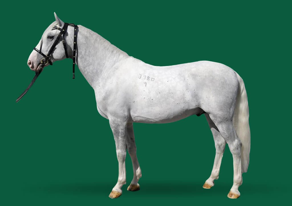 6562 Incitato XVIII-1 (XIX. tm)