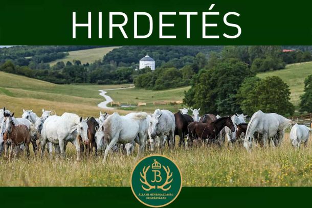 Ménesgazdaság csikós állás hirdetés
