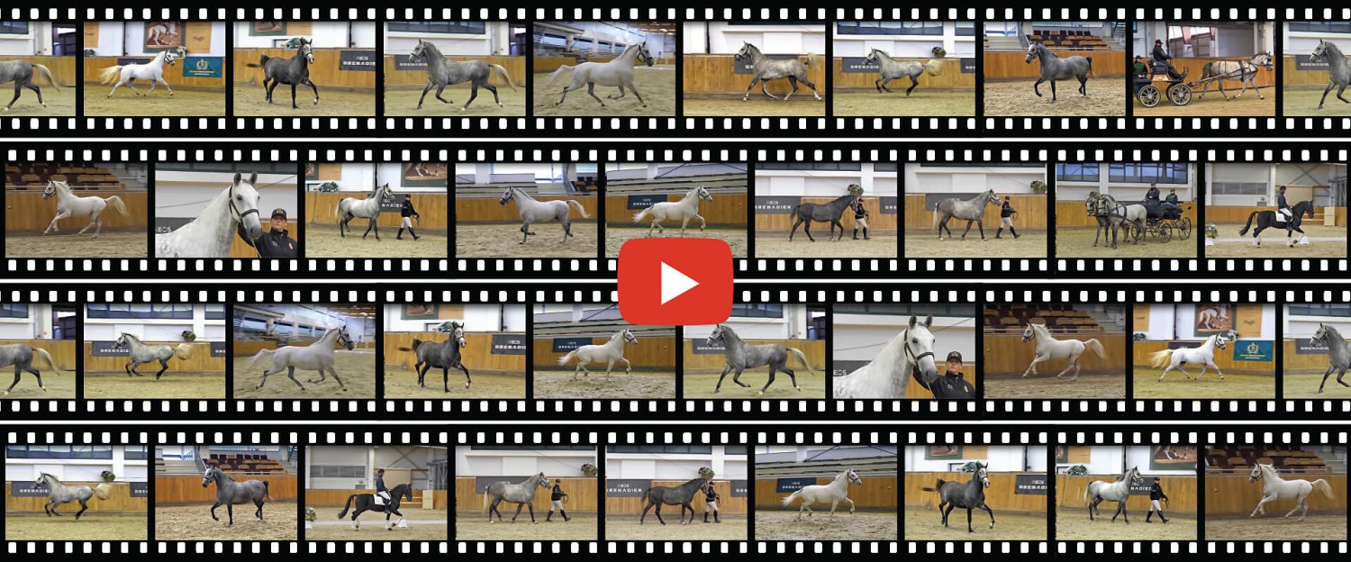 XXVI. Őszi Lipicai Lóárverés lovai már videón is