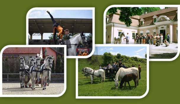 team-building program, class trip, equestrian show, equestrian services in a mosaic
